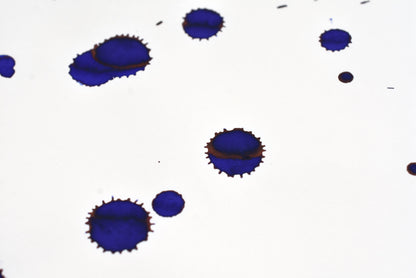 Diamine Fountain Pen Ink - 150th Anniversary Series - Tudor Blue