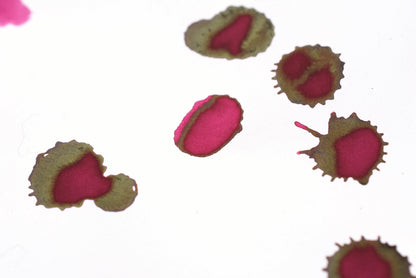 Diamine Fountain Pen Ink - Amaranth - 30mL